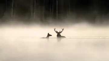 Задник до фильму"Le Chant des forêts" #534610