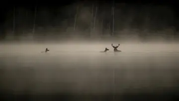 Задник до фильму"Le Chant des forêts" #534611