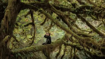 Задник до фильму"Le Chant des forêts" #534612