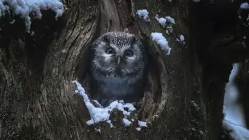 Задник до фильму"Le Chant des forêts" #534639