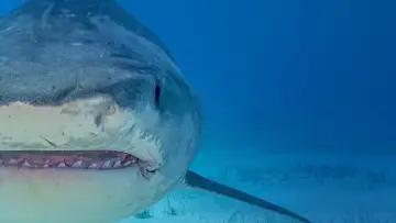 Задник до фильму"Supersized Sharks" #882368