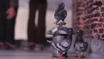 Задник до фильму"A Bird Hit My Window and Now I