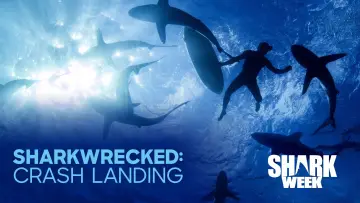 Sharkwrecked: Crash Landing постер