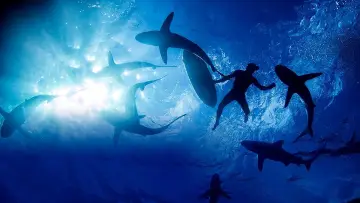 Задник до фільму "Sharkwrecked: Crash Landing" #1632152