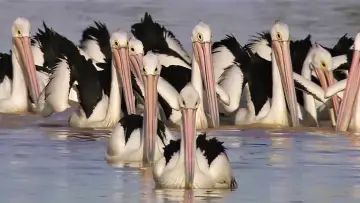 Задник до фильму"Die Reise der Pelikane - Australiens Outback-Wunder" #982257