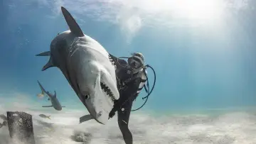 Задник до фильму"Tiger Shark Beach" #920315