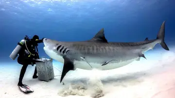 Задник до фильму"Tiger Shark Beach" #920316