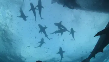 Задник до фильму"Tiger Shark Beach" #920318