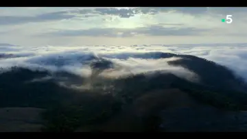 Задник до фільму "Ivohiboro: La Forêt Oubliée" #735894