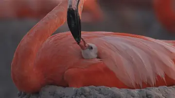 Задник до фільму "Flamingos: La vida después del meteorito" #772278