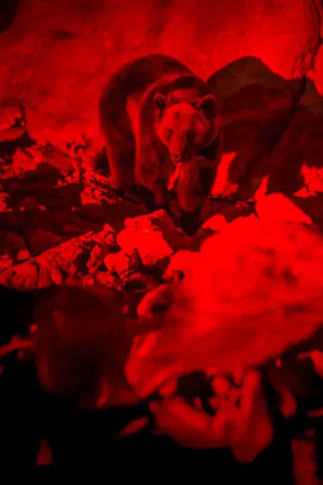 Постер до фільму "Savage Hunt" #609208
