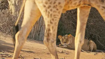 Задник до фильму"Lions of the Skeleton Coast" #880745
