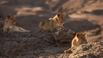 Задник до фильму"Lions of the Skeleton Coast" #880746