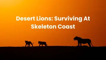 Задник до фильму"Lions of the Skeleton Coast" #880747