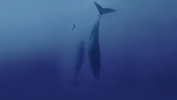 Задник до фильму"Freediver" #791618