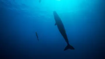 Задник до фильму"Freediver" #791622