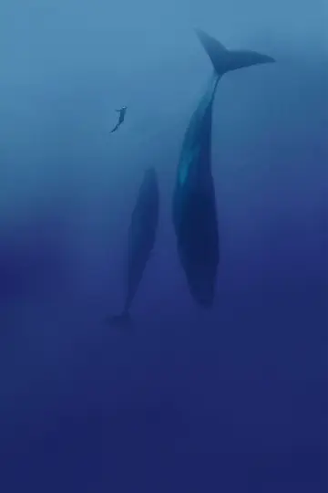 Постер до фильму"Freediver" #791627