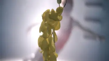Задник до фильму"Upstream Color" #1093277