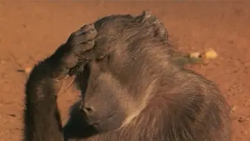Задник до фильму"Animals Are Beautiful People" #1175242