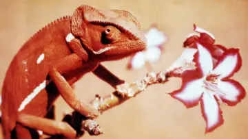 Задник до фильму"Animals Are Beautiful People" #1175243