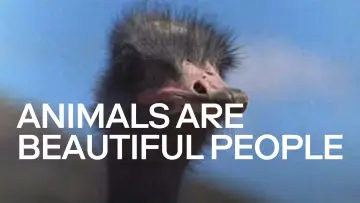Задник до фильму"Animals Are Beautiful People" #1175244