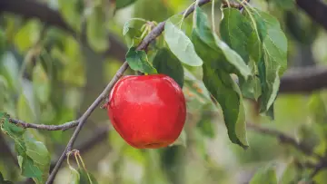 Задник до фильму"Čarovné jablko" #698456