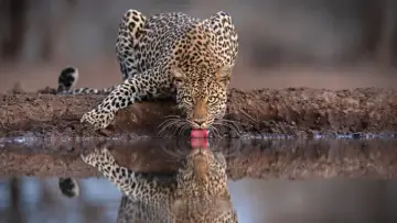 Задник до фільму "Mashatu: Land of Leopards" #1629373
