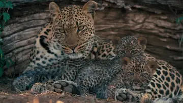 Задник до фільму "Mashatu: Land of Leopards" #1629374