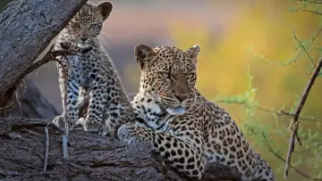 Задник до фільму "Mashatu: Land of Leopards" #1629375