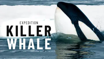 Задник до фильму"Expedition Killer Whale" #880371
