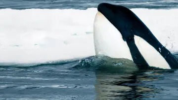 Задник до фильму"Expedition Killer Whale" #880372