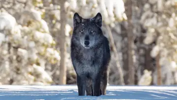 Задник до фільму "Une année parmi les loups" #977773