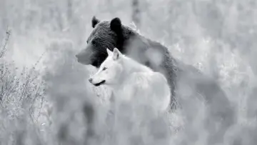 Задник до фільму "Une année parmi les loups" #977774