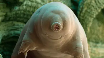 Задник до фільму "Tardigrade, l