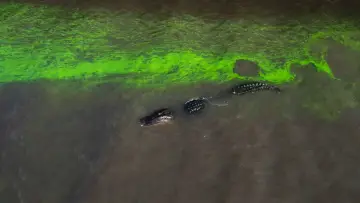Задник до фільму "River of Grass" #1658905