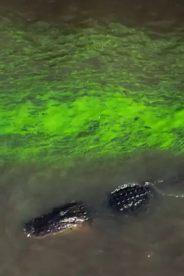 Постер до фільму "River of Grass" #1658906