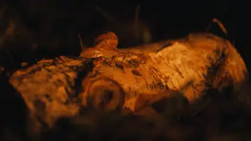 Задник до фільму "Morgen vor langer Zeit" #1829804