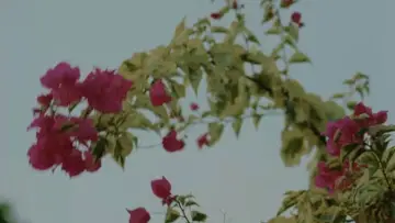 Задник до фільму "My Father
