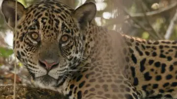 Задник до фильму"Au nom des jaguars" #1191125