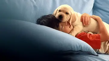 Задник до фильму"Pets" #670836