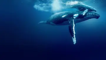 Задник до фильму"Ocean with David Attenborough" #617827