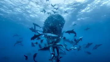 Задник до фильму"Ocean with David Attenborough" #617829