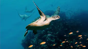 Задник до фильму"Ocean with David Attenborough" #617832