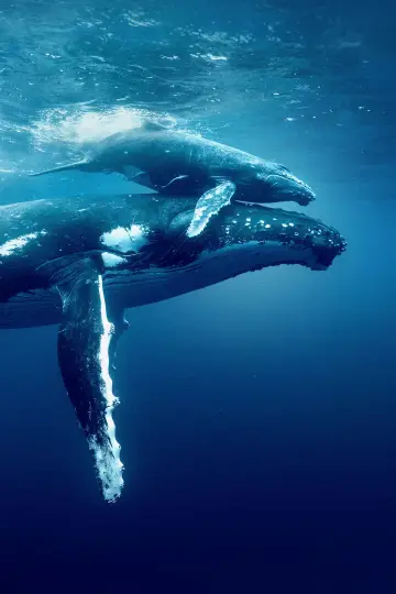 Постер до фильму"Ocean with David Attenborough" #617867