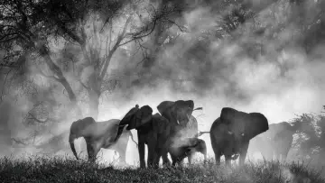 Задник до фильму"Ghost Elephants" #670882