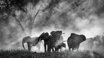 Задник до фильму"Ghost Elephants" #764742