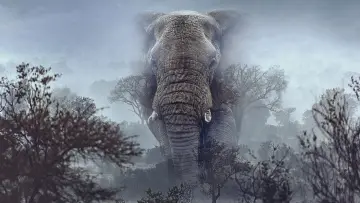 Задник до фильму"Ghost Elephants" #764744