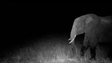 Задник до фильму"Ghost Elephants" #764745