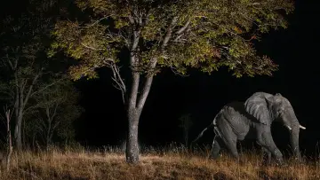 Задник до фильму"Ghost Elephants" #764746