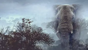 Задник до фильму"Ghost Elephants" #764749